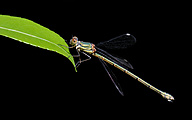 Western Willow Spreadwing (Female, Lestes viridis)